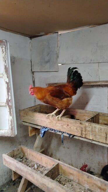 heyvanlara verilen adlar: Məhsul: Yerli ev quşları Təsvir: - Təsvirlərdə müxtəlif cins və — 4