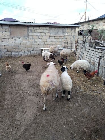 электрическая машинка для стрижки овец: Qoyun və qoç sürüsü – yerli təsərrüfatdan - Şəkildə müxtəlif yaşda — 1