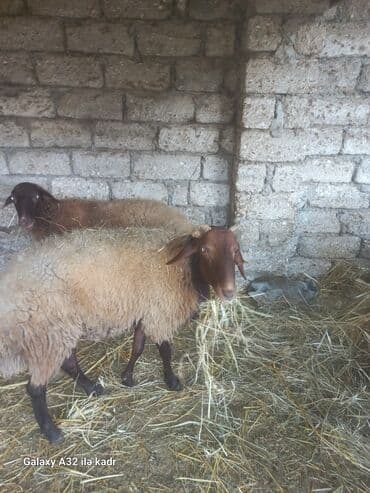 hinduşqa balası: Qoç satılır .buynuzlu qoç 650 manata beyləqan 1000 manat sonudu.qoyun — 5