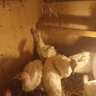 gence quşlar: Məhsul: Ağ rəngli hinduşka cücələri (pullu maya üçün deyil – telefon — 3