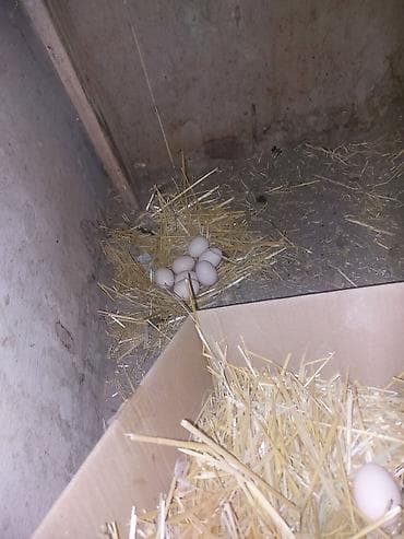 Təbii toyuq yumurtaları qiymet 30 qepiyden pulsuz çatdrlma var - Ağ