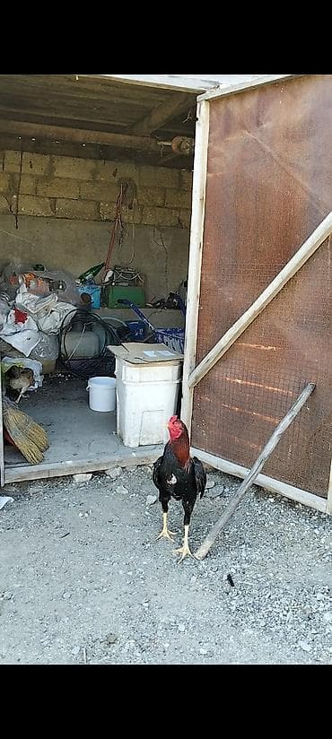 poni at satilir: Salam temiz qan türk cinsi heyratı xoruzu ikisinide satıram eyni — 5