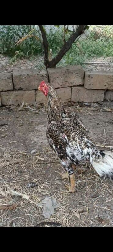 liqorin toyuqlar: 14 aylıq tam sağlam döyüşə yararlı iki dəfə döyüşmüş heyvan satılır — 3