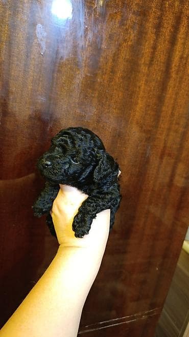 qax heyvan: Пудель, С прививками — 2