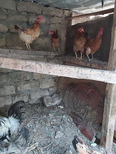 arpa bugda satisi: Toyuq, Brama, Damazlıq — 5