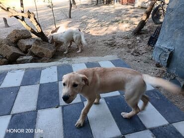 лабрадор купить: Labrador-retriver, 5 ay, Dişi, Peyvəndli, Ünvandan götürmə — 3