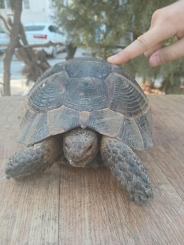balaca quzu: Quru tısbağa – ev heyvanı - Növ: Quru (Qafqaz/Aralıq dənizi tipli) — 3