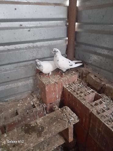 quş adları: Cut 50manat cuduler Xüsusiyyətlər: - Rəng: Ağ fonda qara/boz xallı və — 1