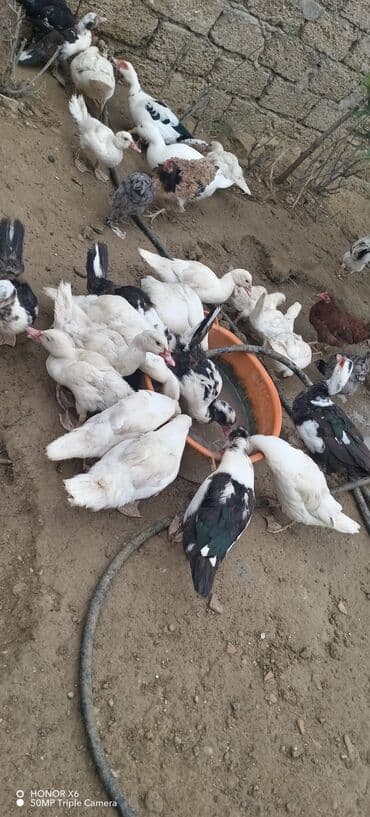 zumrud ordək: Məhsul: Muskovi (Hind) ördəkləri – müxtəlif rənglərdə sürü Təsvir: - — 17