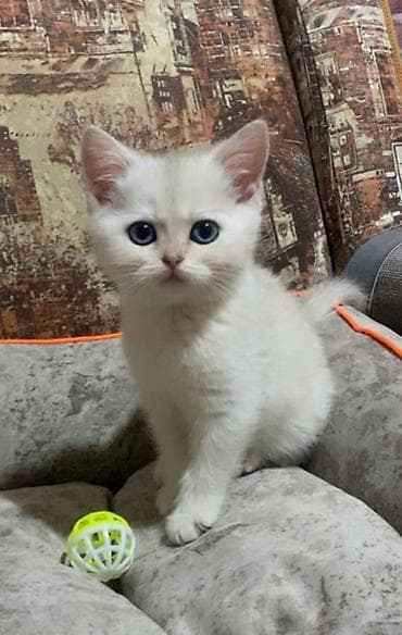 kangal balaları: Şinşilla — 7