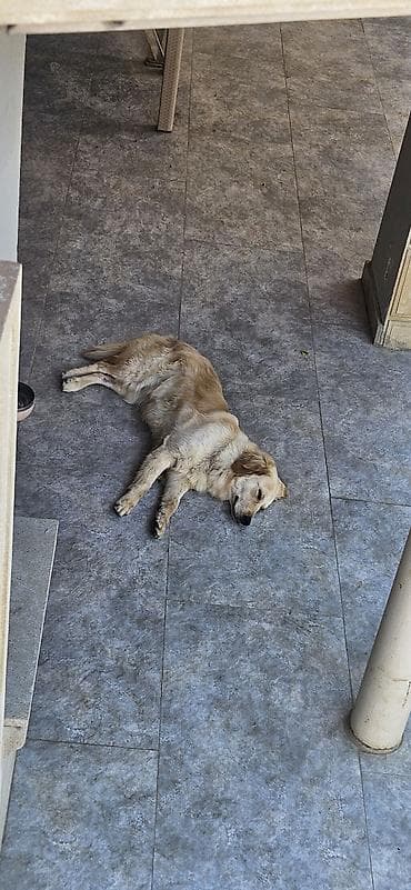satiliq itler: Retriever, 1 il, Dişi, Sənədli, Ünvandan götürmə — 6