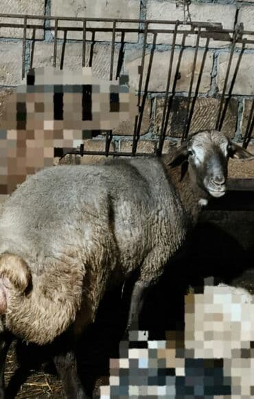 qoyun quzu: Erkək, il: 1, 51 kq, Damazlıq, Ünvandan götürmə — 1