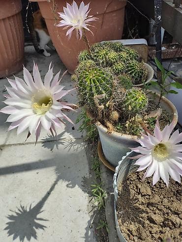 kaktus: Echinopsis oxygona (gecə açan kaktus) – saksıda çoxillik kaktus - — 2