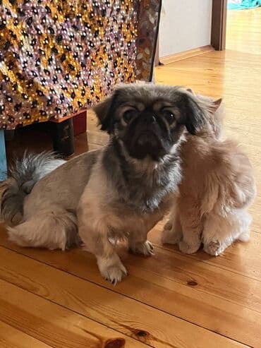 pekines balaları: Pekines danışa bilir — 1