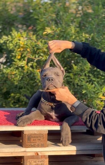 хомяк цены: Кане-корсо, 3 месяца, Самец, С родословной — 1