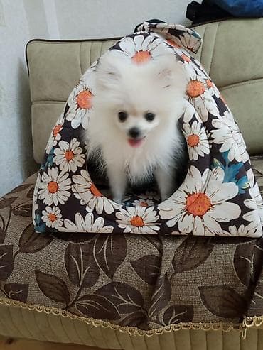 pomeranian şpitz: Şpitz, 4 ay, Dişi, Peyvəndli, Ünvandan götürmə — 1