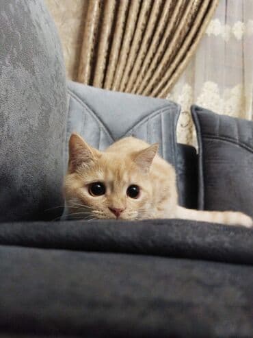 pişik əşyaları: Qızıl şinşilla, Erkək, Ünvandan götürmə, Ödənişli çatdırılma — 5