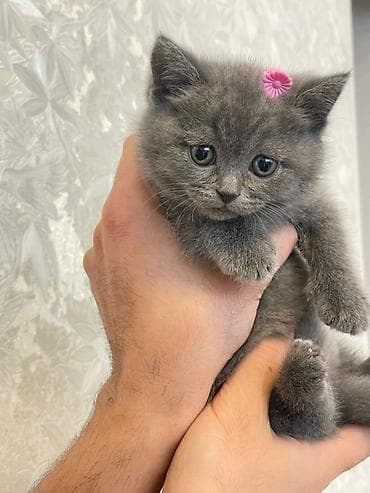 pişik: Şotland, Erkək, Dişi — 10