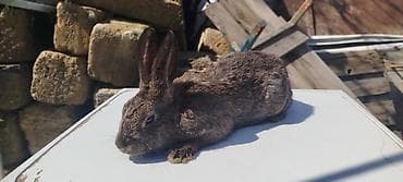 dekorativ dovşan: Satılır: dekorativ dovşan balaları - Növlər: müxtəlif rəngdə — 5