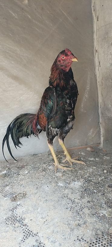 cat: Salam aleykum gördünüz hevan 8 alıqıdı çox super bir şedi təmiz aseldi — 1