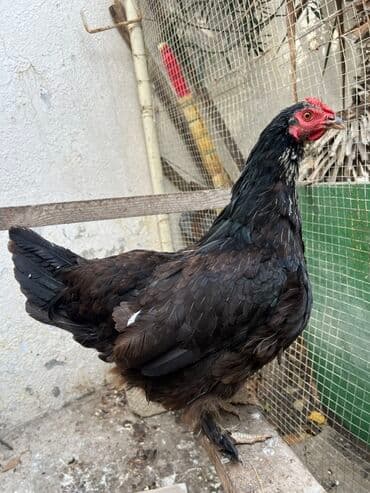 toyuğ cücə: Toyuq, Yumurtalıq, Ödənişli çatdırılma — 5