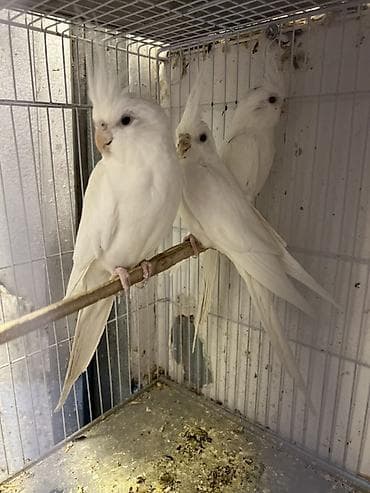 Yanaqsiz qirmizi goz korellalar,1 yawda olanda var,hazir cutlerde