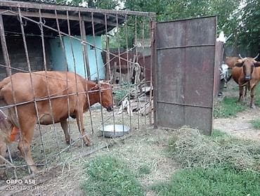qaz ve ordek satisi: Məhsul: Xırdabuynuzlu heyvandarlıq üçün inək və buzovlar Təsvir: - — 4