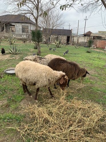 qoyunlarin satisi: Boğaz Qoyunlar satılır — 3