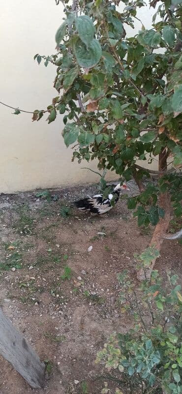 zumrud ordək: Məhsul: Moskovi ördəkləri (iki baş) Xüsusiyyətlər:1 krasnadar erkey — 6