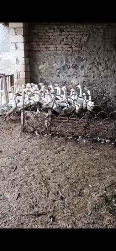 buzov satışı: Dişi, | Linda, Yumurtalıq — 4