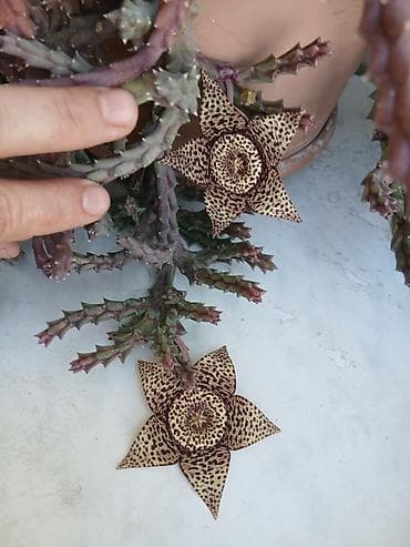 diffenbaxiya bitkisi: Stapeliya (Orbea/Stapelia) – nadir görünüşlü ətli/sukkulent bitki - — 1