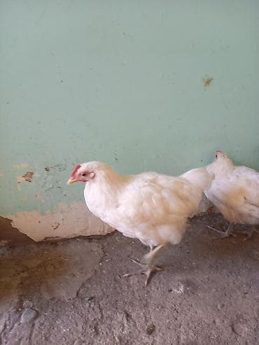 keçi satışı: Toyuq cücələri, Damazlıq, Ünvandan götürmə — 2