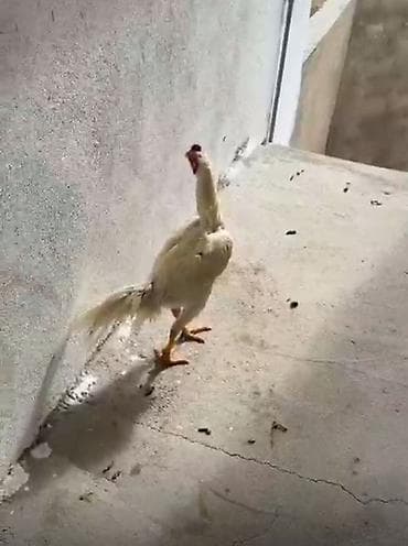 Çətin tapılar Ağ Heyratı - 3 toyuqla da dəyişirəm - Rəng: tam ağ