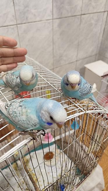tutuquşu danışan: Məhsul: Dalmatin/seyirçi rəng çalarlarında səmavi-mavi dalğalı — 3