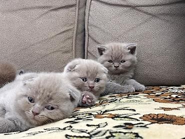 1 azn pişik: Şotland yastı qulaq, Yaxşı əllərə — 1