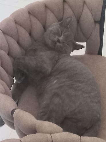 şotlan pişiyi: Britan, Dişi, Yaxşı əllərə, Ünvandan götürmə — 2