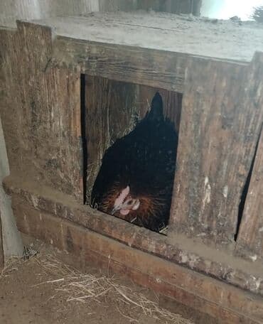 Bir illik saglam kənd toyuqlari iki ədədi ikiside Kurt yatir . 25 azn
