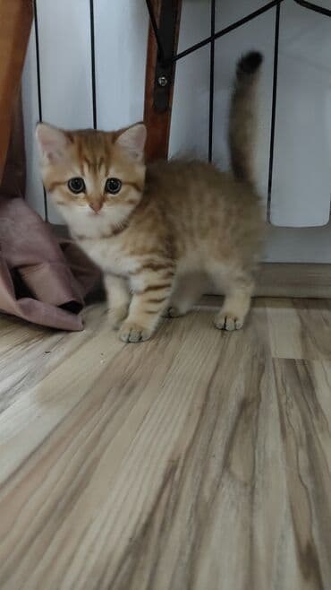 pişik latoku: Britan — 1