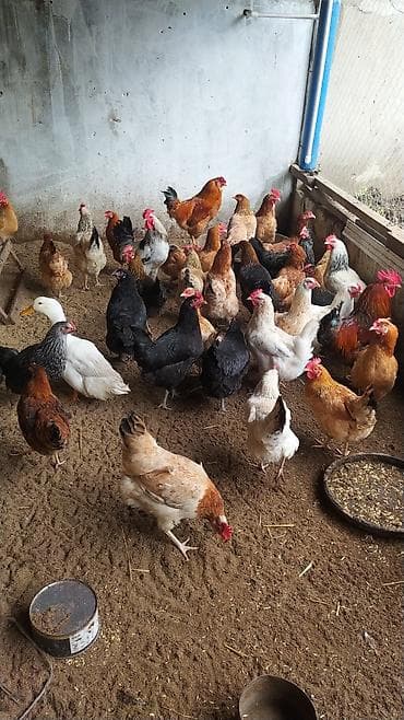 hovsanda cuce satisi: Toyuq, Damazlıq — 1