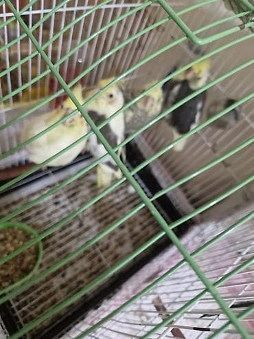 Məhsul: Dalğalı papuqaylar və nimfa kakadu (cockatiel) quşları lalafo.az -da Məhsul: Dalğalı papuqaylar və nimfa kakadu (cockatiel) quşları