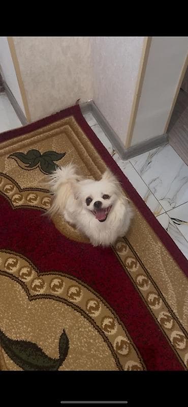 Pekines, Peyvəndli