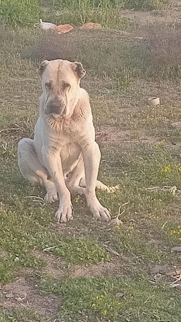 sirvan teze itler satisi: Alabay, 2 il, Dişi, Peyvəndli, Ünvandan götürmə — 2