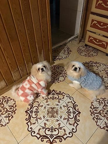 heyvan mal: Məhsul: Kiçik cins itlər üçün yumşaq qış geyimləri Təsvir: - — 1