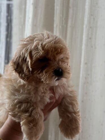 pomeranian spitz satilir: Malta bolonka, 1 ay — 4