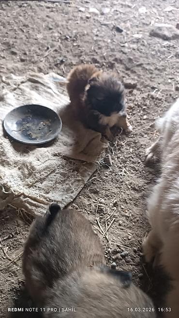 Gəmiricilər: 2 ay, Dişi, Pulsuz çatdırılma — 4