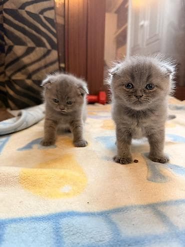 Heyvanlar üçün mallar: Britan yastı qulaq, Erkək, Yaxşı əllərə, Ünvandan götürmə — 3