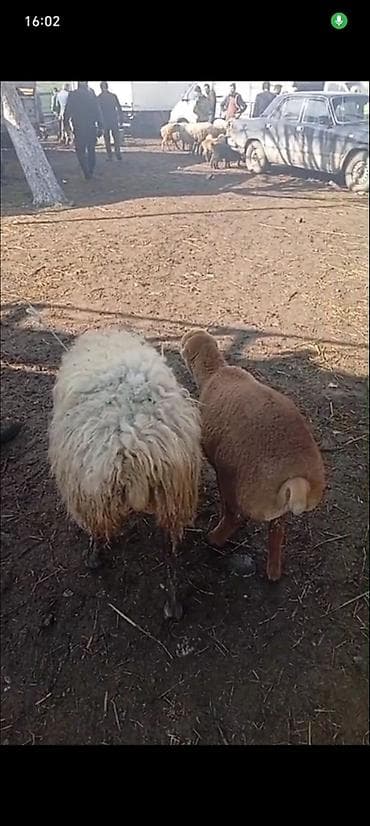 qara toyuq: Salam aleykum gördüyünüz bu 2 baş qoyunlar satilir qardşalar 1 ci — 3