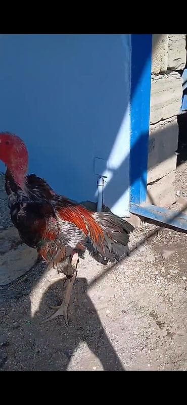 ördək neçə günə bala çıxarır: Heyratı xoruzu doyus videosu var isteyene atilacaq — 2