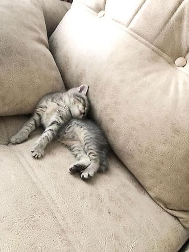 pisiy: Şotland, Dişi — 2