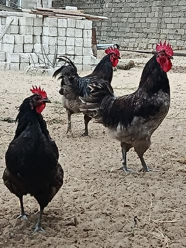 Məhsul:Alman sortu olan australorp cins 1 il 1 aylıq xoruzlar — 3